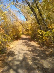 autumn in the forest