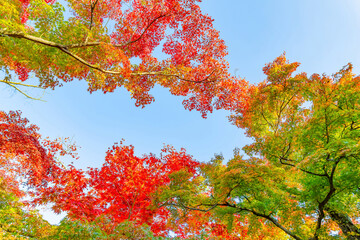 箱根美術館の紅葉
