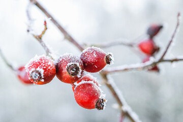 Early winter season in the garden  - frozen red berries of dogrose on a branch in close-up