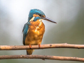 European kingfisher perched on branch with colorful background