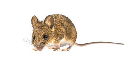 Guilty looking mouse isolated on white background