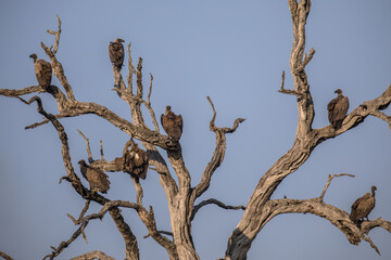 Group of White backed vultures perched in tree