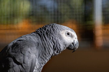 Grey parrot (Psittacus erithacus) close up portrait