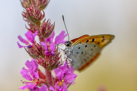 Large copper butterfly drinking nectar on purple flower