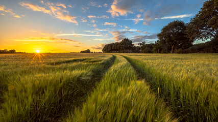Track through Wheat field at sunset