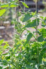 Close-up cherry tomatoes on vine with string trellis and blurred bokeh garden background