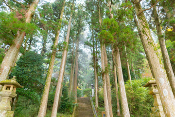 早朝の朝霧に包まれた箱根神社の参道(階段)　神奈川県箱根町