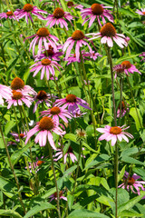 Pink daisies with green background