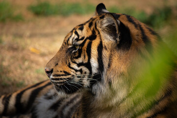 Sumatran tiger (Panthera tigris sumatrae)