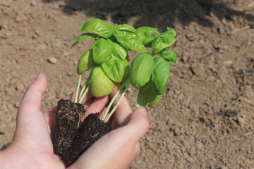 Woman hands holding basil seedling in vegetables garden.Agriculture and farming background. Ecology and earth environment protection concept.