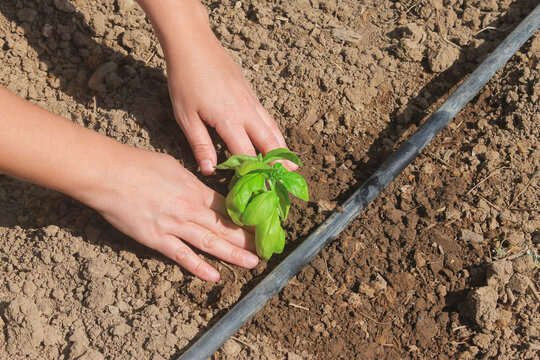 Woman hands planting basil seedling plant under drip irrigation in vegetables garden.Working in agriculture and farming concept.