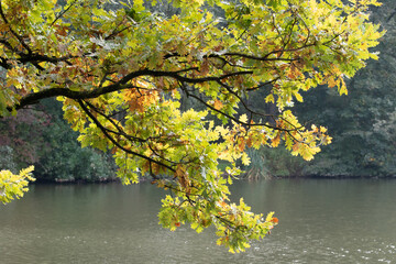 Baum in Herbstfärbung steht am Ufer, Rand eines Teiches.