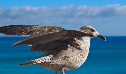 Macro of a seagull with spread wings, symbol for freedom