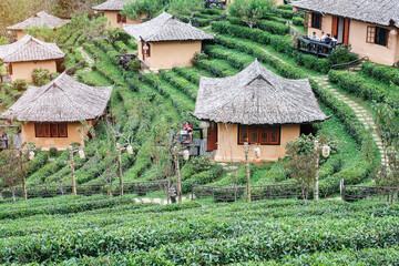 Fototapeta na wymiar beautiful Tea garden in Ban Rak Thai village, Mae Hong Son, Thailand. travel, vacation and holiday concept