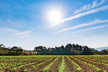 Fototapeta na wymiar 広大な野菜畑と朝の太陽