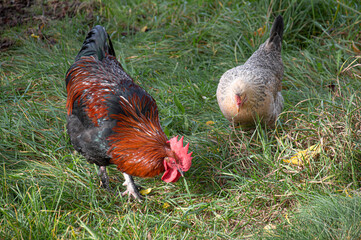 Rooster and hen for a walk, maran breed walking in a green garden