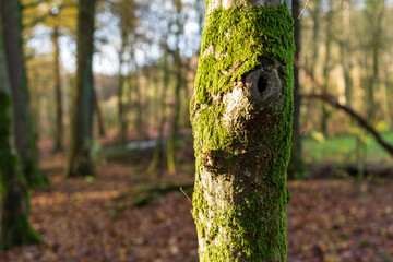 Wald in Odenthal | Bäume am Fluss im Herbst