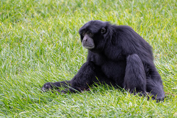 Fototapeta premium Siamang Gibbon (Hylobates syndactylus) portrait