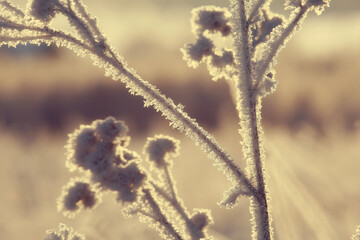 branches covered with hoarfrost background, abstract landscape snow winter nature frost