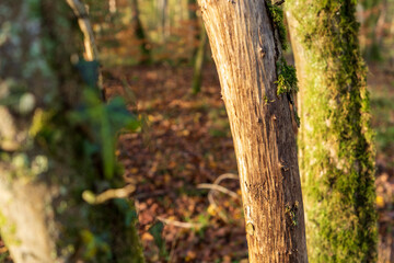 Wald in Odenthal | Bäume am Fluss im Herbst