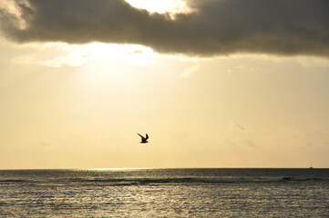 Yellow Sky over the Indian ocean with silhouette of a sea bird