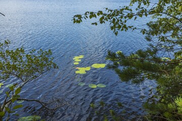 Beautiful landscape view of lake through pine tree branch. Lake shore with green trees and plants reflecting in  mirror water surface. Sweden. 