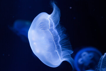 Blue shining moon jellyfish in front of a black background.