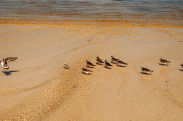 A group of Ruddy Turnstone (Arenaria interpres) on the beach