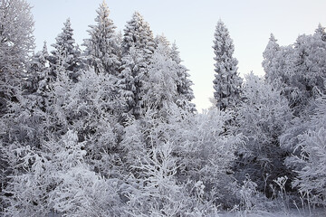 winter forest landscape covered with snow, december christmas nature white background