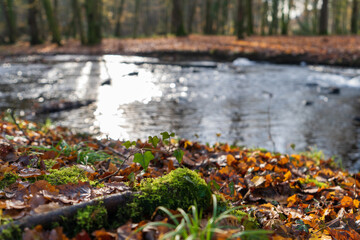 Fototapeta na wymiar Wald in Odenthal | Bäume am Fluss im Herbst