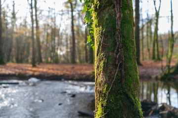 Obraz premium Wald in Odenthal | Bäume am Fluss im Herbst
