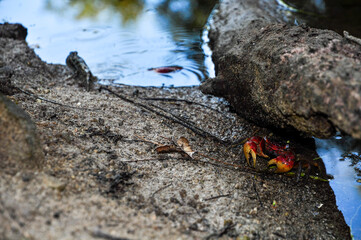 Neosarmatium meinerti red and yellow crab under a rock in the wetland