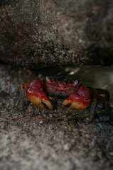 Neosarmatium meinerti red and yellow crab