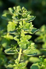 Oregano (Origanum vulgare)