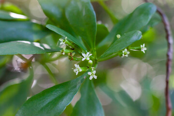 White flower of Lumnitzera racemosa Willd bloom on tree in the mangrove forest.