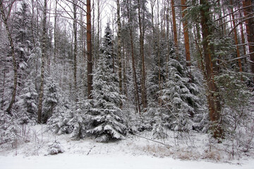 Winter frosty day in a beautiful snowy forest. Pine forest covered with snow.