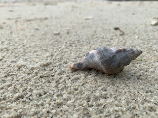 Hermit crab  on sandy beach.