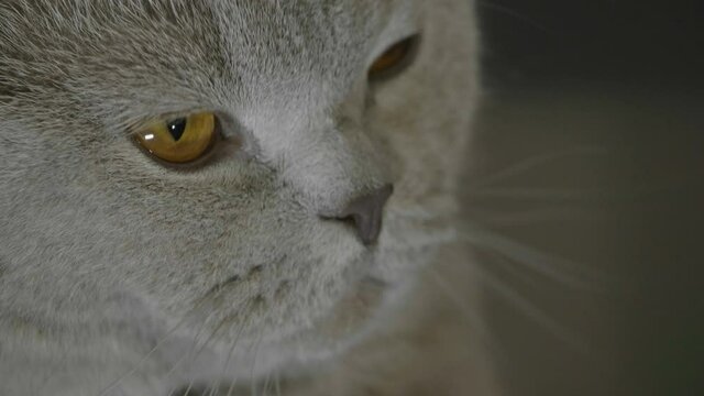 Close up portrait of a big fluffy british cat looking around. Cat looking funny.
