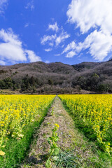 早咲きの菜の花を見て、寒い冬を乗り越えようよ。
