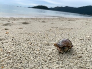 Hermit crab  on sandy beach.