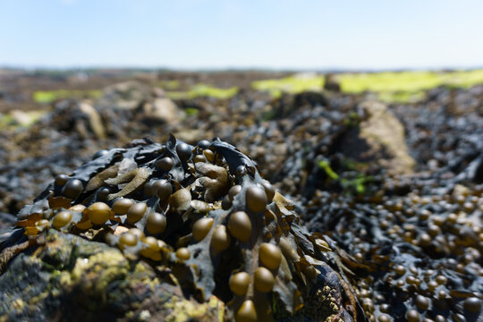 A close-up of bladder wrack on a stone with more bladder wrack and blue sky in the background.