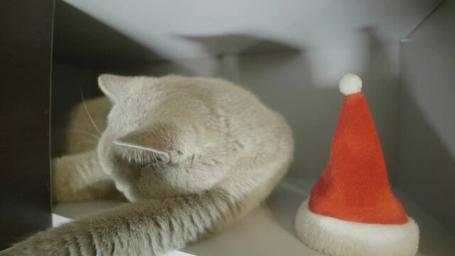 Cute curious cat sitting near the red christmas hat and funny look in cam. Animal portrait of cat in red christmas hat.   British cat celebrate Christmas and New Year. 
