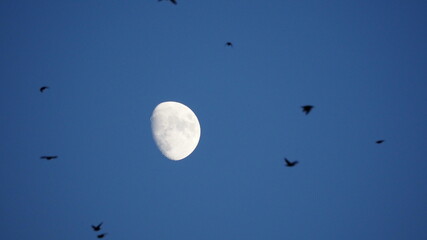 luna color blanco y marron  en fase creciente al atardecer, lerida, españa, europa