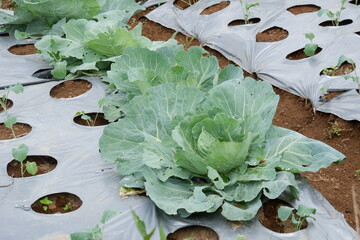 outdoor vegetable plant in the field Cabbage (Brassica oleracea or B. oleracea member of the genus...