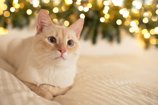cute ginger cat kitten Briton lies on a simple light bed against the background of a Christmas tree with lights with a place for text, New Year theme