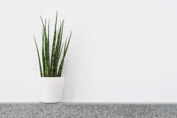 Sansevieria Fernwood Mikado (snake plant) in a pot against white background