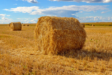 Fototapeta premium Field with round hay bales after harvest wheat.