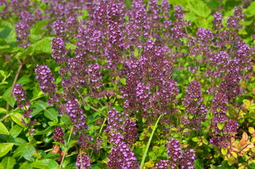 Fototapeta premium Oregano (Lat. Origanum vulgare) blooms on a summer day