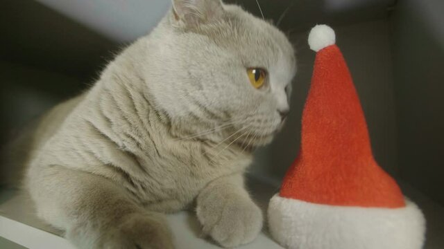 Cute curious cat sitting near the red christmas hat and funny look in cam. Animal portrait of cat in red christmas hat.   British cat celebrate Christmas and New Year. 