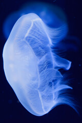 Blue shining moon jellyfish in front of a black background.